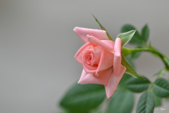 Картинка цветы розы цветение розовая ветка бутон роза