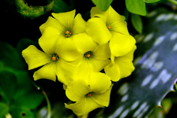 Картинка цветы фон макро жёлтые