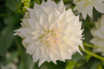 Картинка цветы георгины цветение лепестки бутон белый георгин
