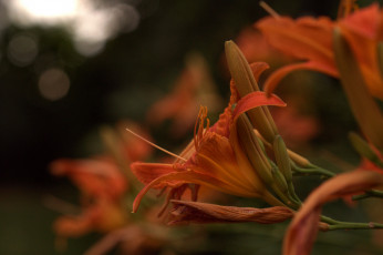 Картинка цветы лилии +лилейники цветение бутоны лепестки лилия оранжевая