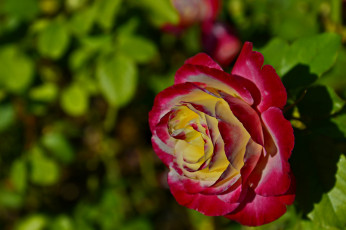 Картинка цветы розы листья красно-жёлтая цветок роза