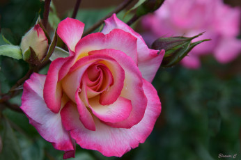 Картинка цветы розы роза макро бутоны