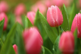 Картинка цветы тюльпаны бутоны лепестки цветение капли