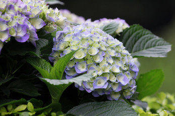 Картинка цветы гортензия кустарник цветение синие