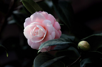 Картинка цветы камелии camellia кустарник цветение бутон камелия shrubs flowering bud leaf листья
