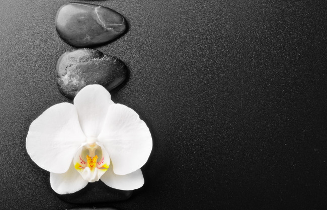 Обои картинки фото цветы, орхидеи, белая, орхидея, цветок, камешки