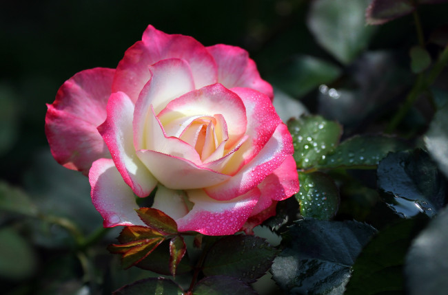 Обои картинки фото цветы, розы, бутон, цветение, бело-розовая, роза, лепестки