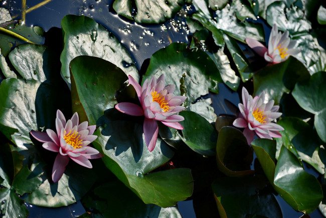 Обои картинки фото цветы, лилии водяные,  нимфеи,  кувшинки, листья, розовые, лилии, водяные, вода
