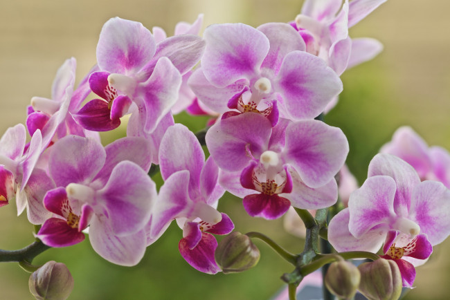 Обои картинки фото цветы, орхидеи, цветение, лепестки, цветки, бело-розовая, орхидея