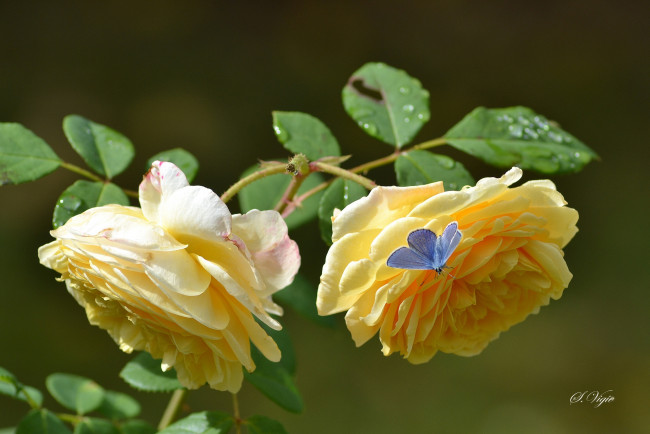 Обои картинки фото цветы, розы, бабочка, лепестки, желтая, роза, бутоны