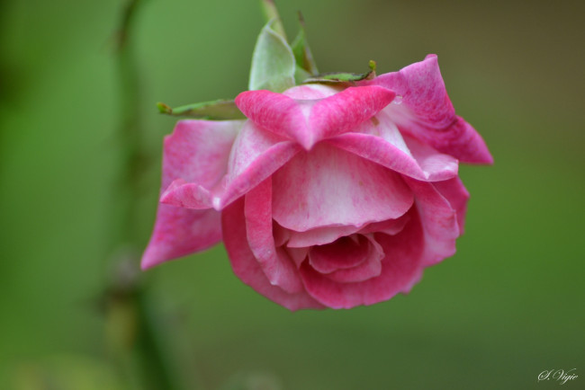 Обои картинки фото цветы, розы, бутон, роза, цветение, лепестки, розовая