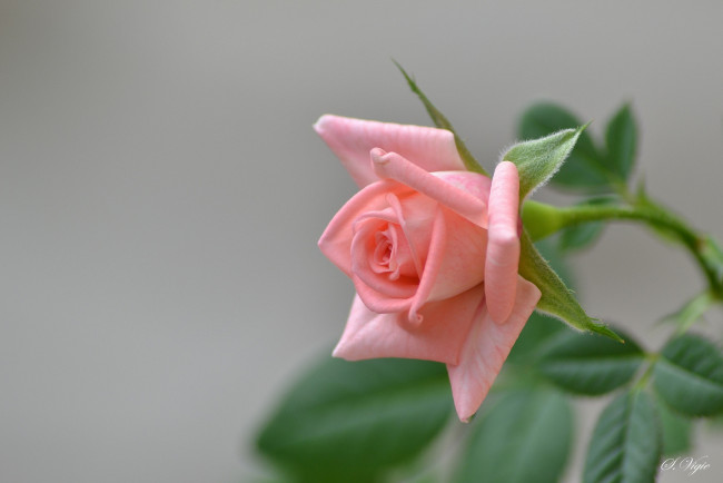 Обои картинки фото цветы, розы, цветение, розовая, ветка, бутон, роза