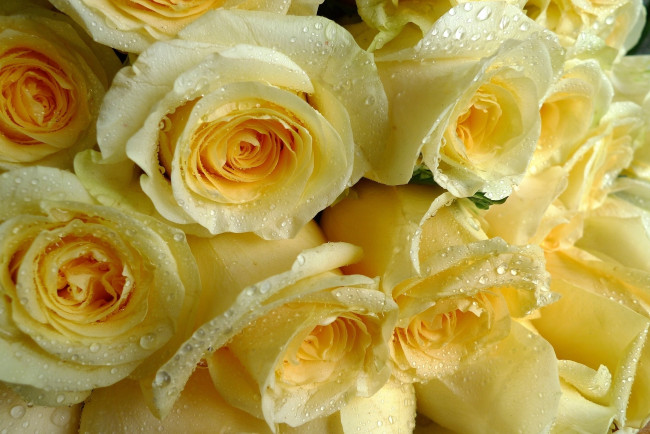Обои картинки фото цветы, розы, капли, охапка