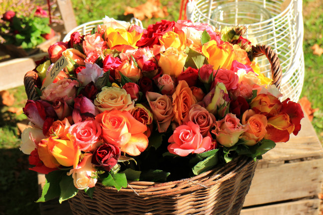 Обои картинки фото цветы, розы, много, бутоны, корзина, букет