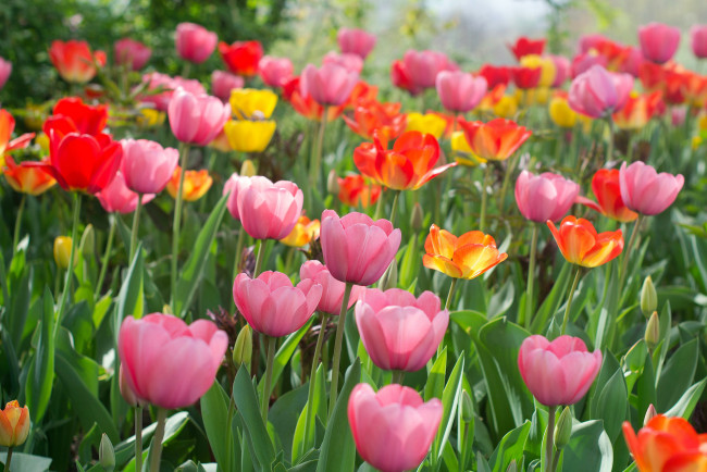 Обои картинки фото цветы, тюльпаны, and, many, flowers, tulips, лепестки, много, разноцветные, цветение, colorful, bloom