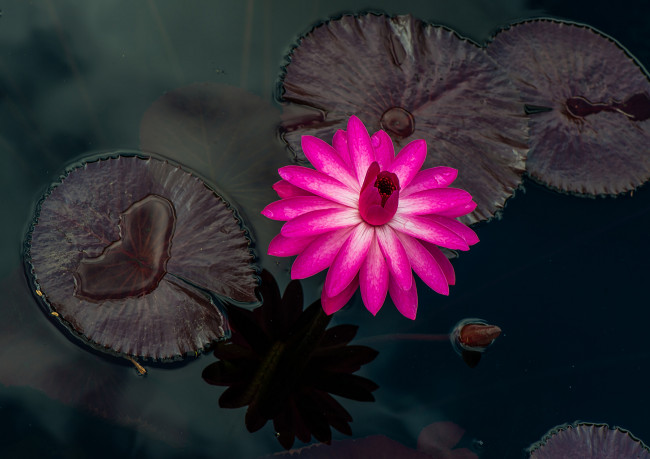 Обои картинки фото цветы, лилии водяные,  нимфеи,  кувшинки, капли, листья, кувшинки, водоем, цветение, лепестки, бутоны, вода