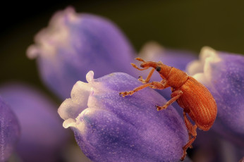 Картинка животные насекомые жук цветы макро