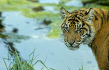 Картинка животные тигры портрет тигренок взгляд тигр хищник