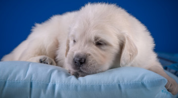 Картинка животные собаки малыш щенок милый подушка золотистый ретривер