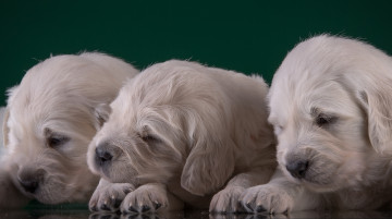 Картинка животные собаки трио щенки золотистый ретривер малыши