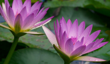 Картинка цветы лилии+водяные +нимфеи +кувшинки капли макро сиреневая лепестки нимфея водяная лилия
