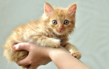 Картинка животные коты котенок руки рыжий