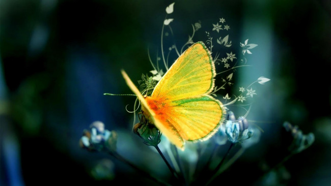 Обои картинки фото разное, компьютерный дизайн, цветок, орнамент, бабочка, соцветие
