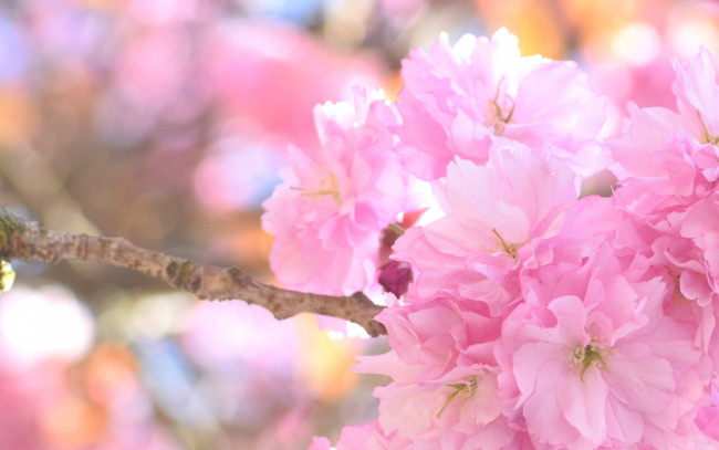 Обои картинки фото цветы, сакура,  вишня, розовый, весна, вишня