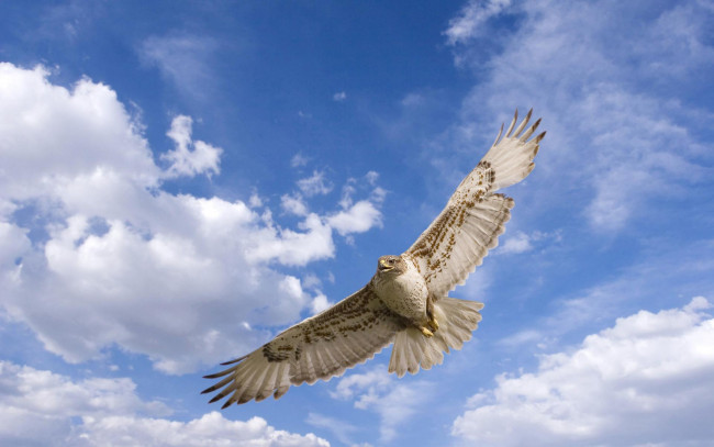 Обои картинки фото животные, птицы - хищники, облака, небо, полет, хищник, птица, крылья, ястреб