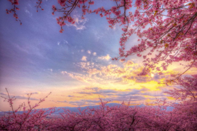 Обои картинки фото разное, компьютерный дизайн, розовый, цветение, сакура, небо, весна
