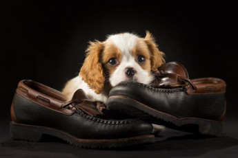 Картинка животные собаки щенок туфли милый обувь