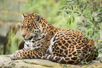 Картинка животные Ягуары кошка природа животное ягуар отдых