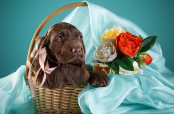 Картинка животные собаки корзина цветы