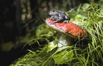 Картинка животные лягушки природа лягушка гриб