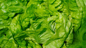 Картинка еда овощи листовой салат макро