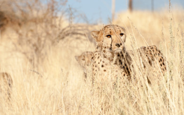 Картинка животные гепарды взгляд трава