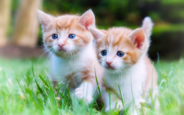 Картинка животные коты котенок двое