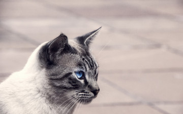 Картинка животные коты профиль морда