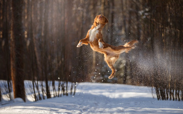 Картинка животные собаки прыжок собака боке снег полёт зима в воздухе