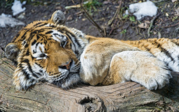 Картинка животные тигры отдых сухостой