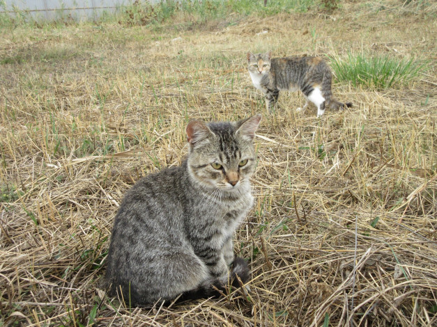 Обои картинки фото животные, коты, котята
