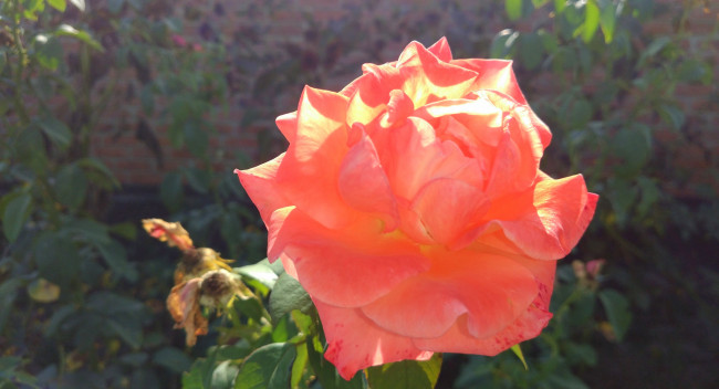 Обои картинки фото цветы, розы, оранжевая