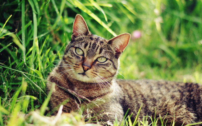 Обои картинки фото животные, коты, трава, взгляд
