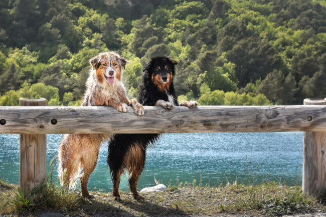 Обои картинки фото животные, собаки, двое, забор, деревья, водоем