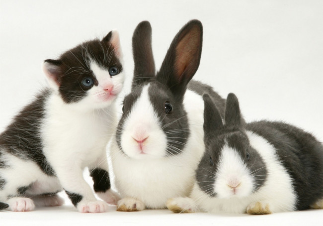 Обои картинки фото животные, разные вместе, кролики, пятнистые, черно-белый, котенок