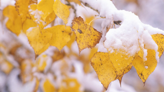 Обои картинки фото природа, листья, ветка, желтые, снег