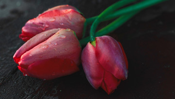 обоя цветы, тюльпаны, бутоны, розовые, трио, капли