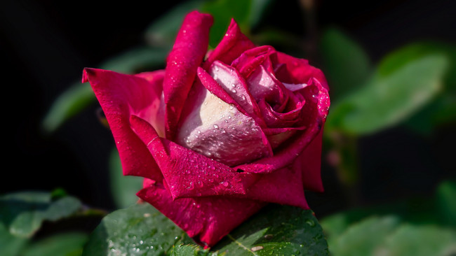 Обои картинки фото цветы, розы, розовая, роза, макро, бутон, капли