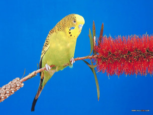Картинка животные попугаи