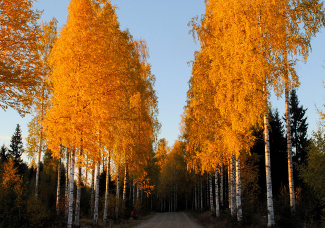 Обои картинки фото осень, природа, деревья
